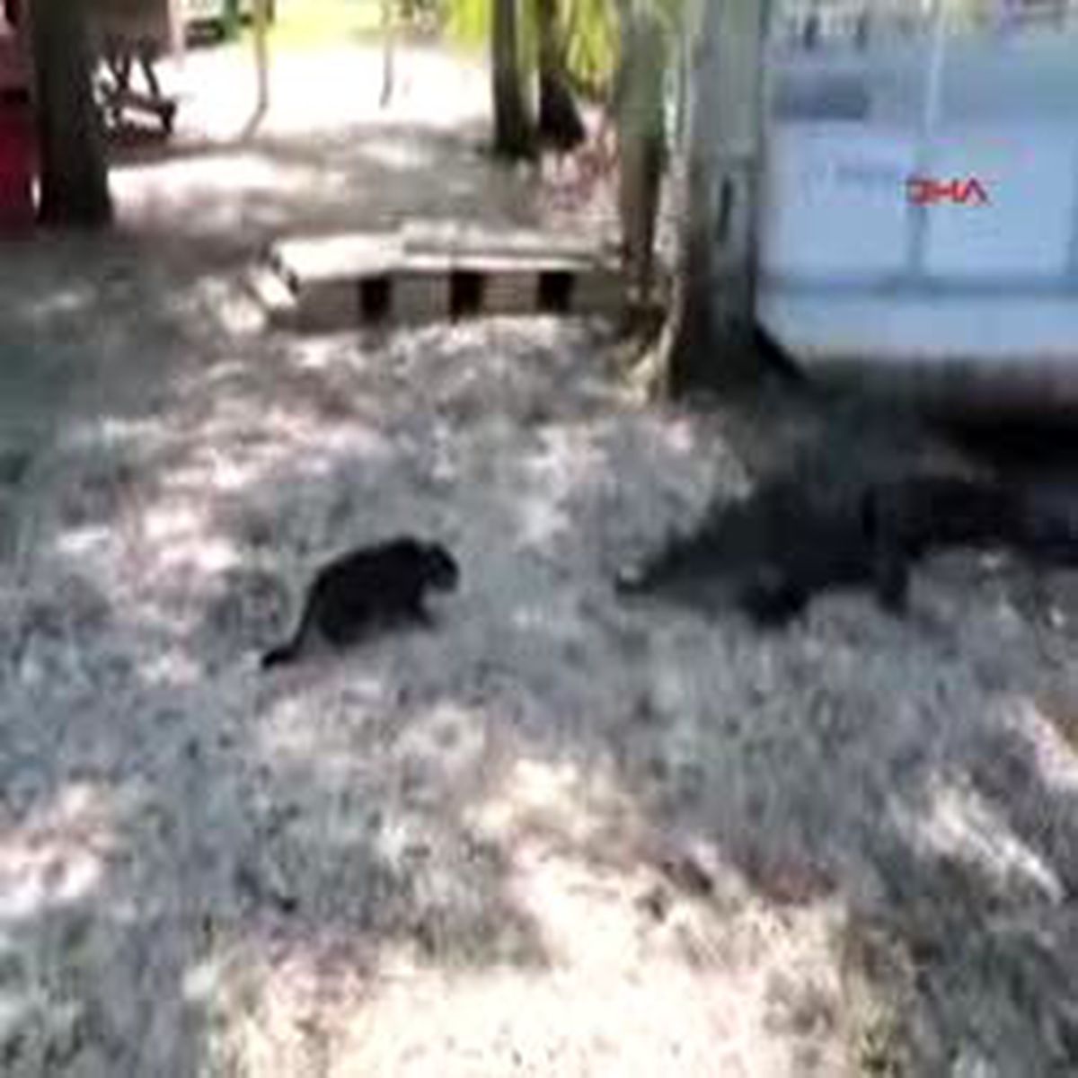 Cesur Kedi Timsaha Karşı