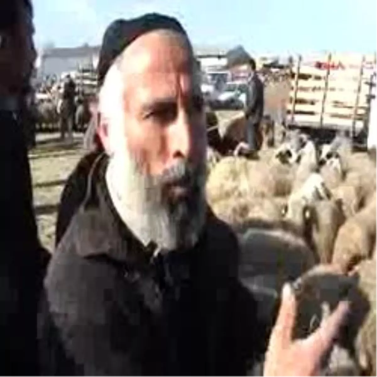 Dört Boynuzlu Koçlar