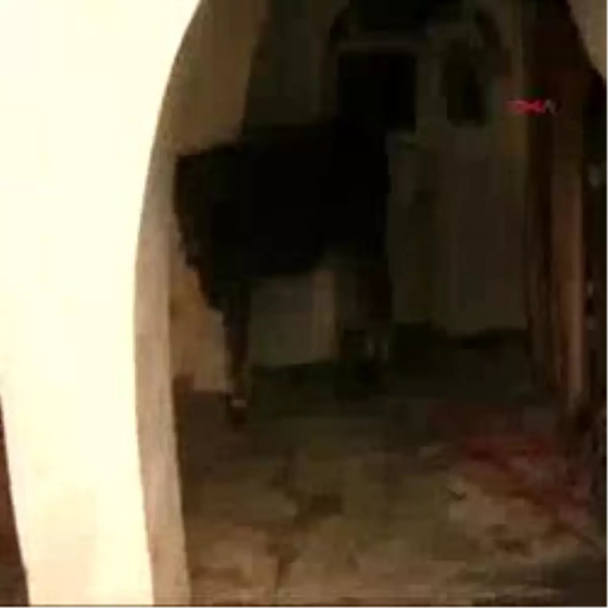 Kızgın Boğalar Ortalığı Birbirine Kattı