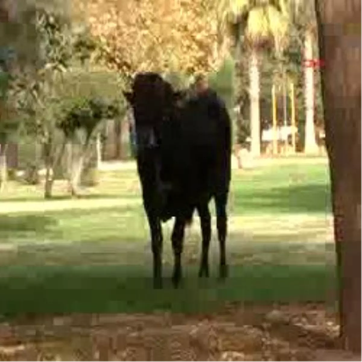 Şanlıurfa Ekg Kızgın Boğalar Ortalığı Birbirine Kattı