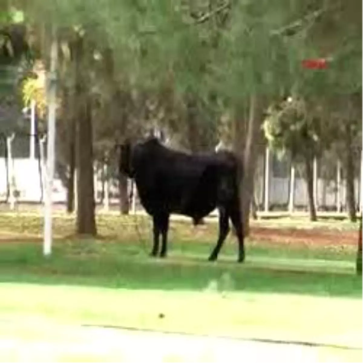 Kızgın Boğalar Ortalığı Birbirine Kattı