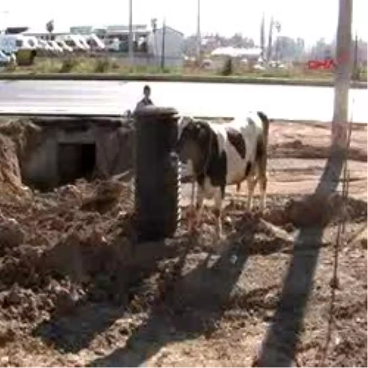 Sivas´ Ta Boğa Operasyonu
Sahiplerinden Kurtulan Boğa İki Kişiye Saldırıp Şehri Birbirine Kattı, 3 Saatte Yakalanabildi