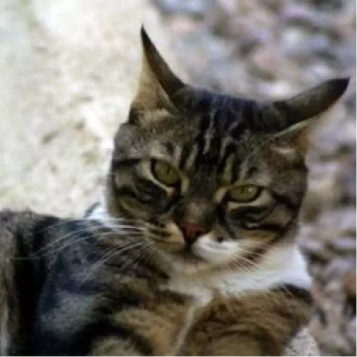 İtfaiye Bıraktı Polis Kurtardı