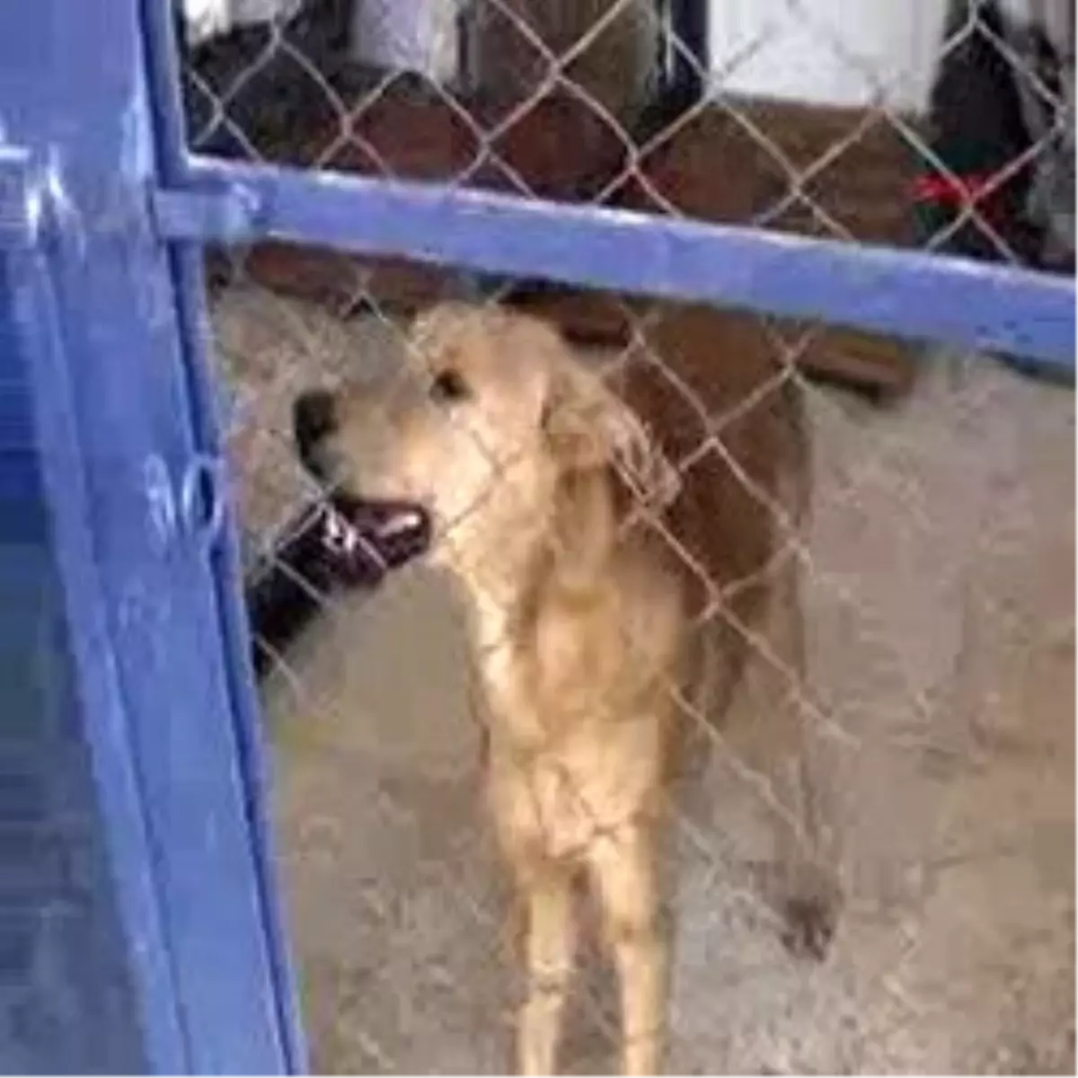 Sahipsiz Hayvanlar Bayram Etti