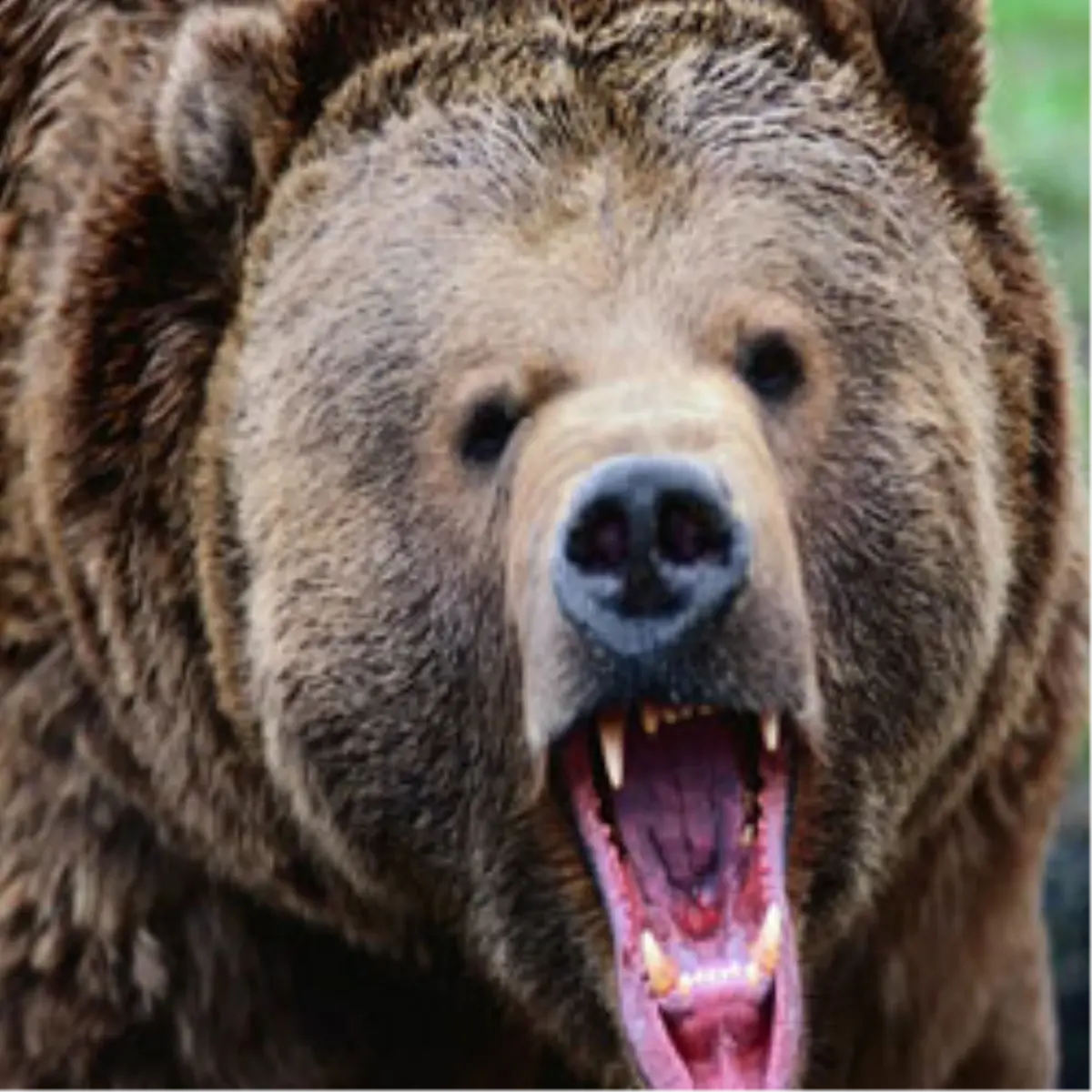 Yaban Domuzu Diye Ayıyı Vurdu