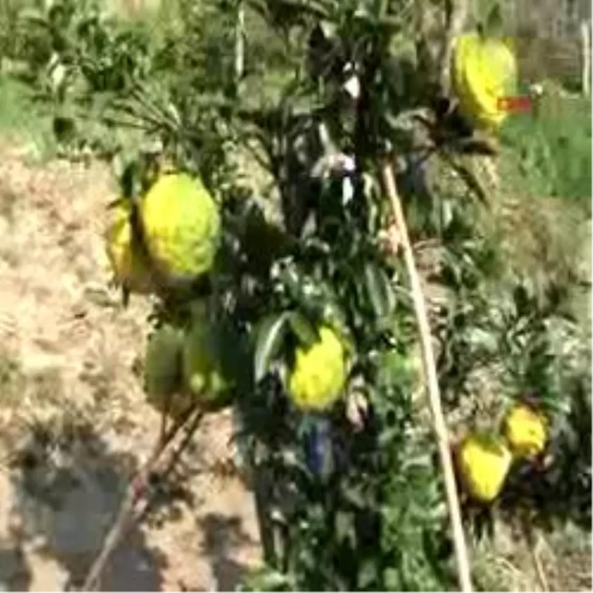 Ağaçtaki Mandalina Mı , Kavun Mu ?