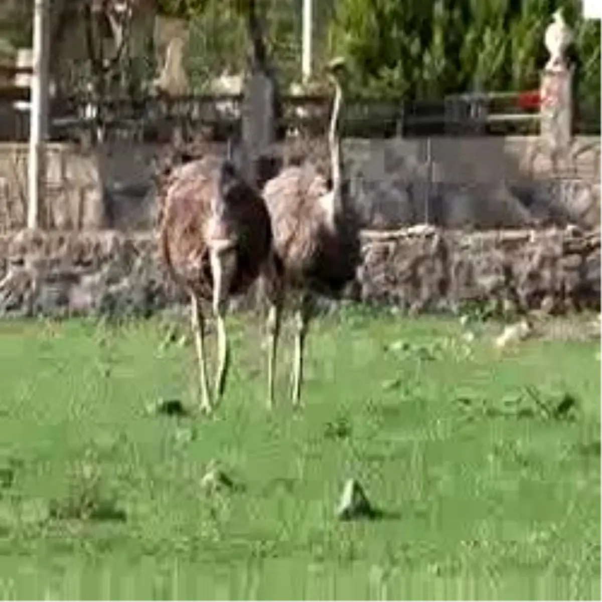 Bodrum - Bihter İle Behlül Bodrumluların Sevgilisi