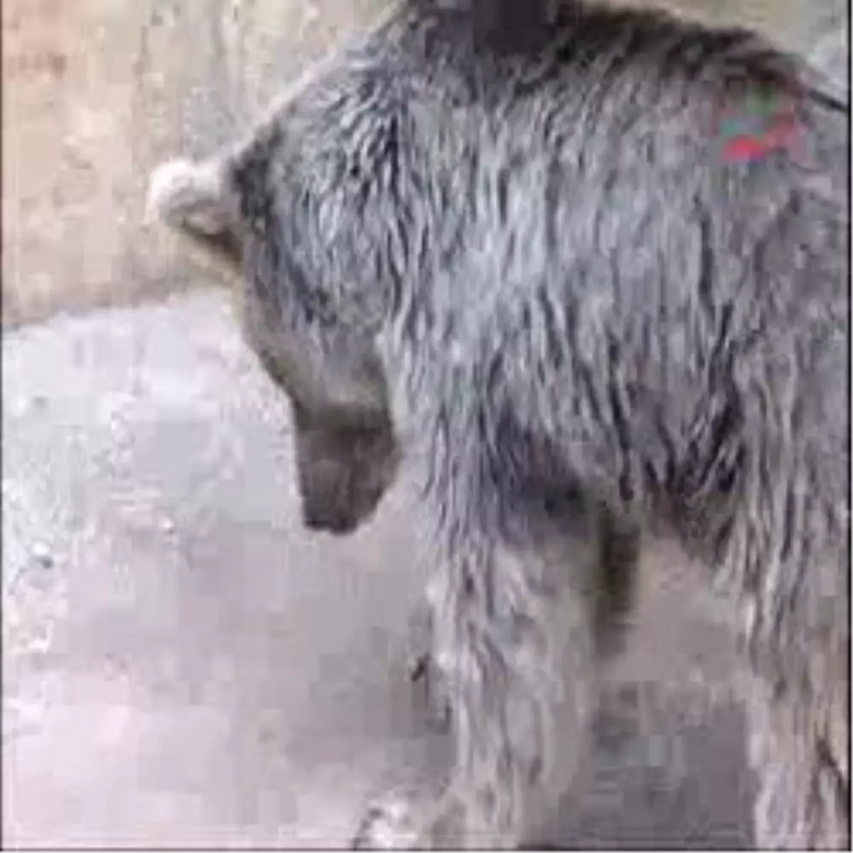 Ayılar Kış Mevsimine Hazırlanıyor