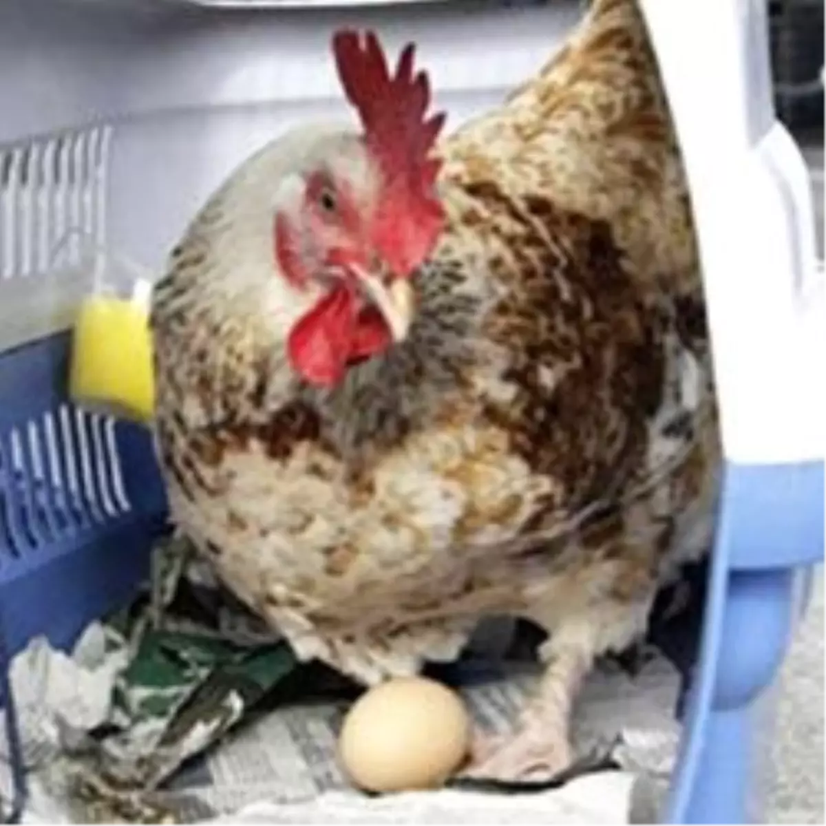 Şaka Değil Gerçek