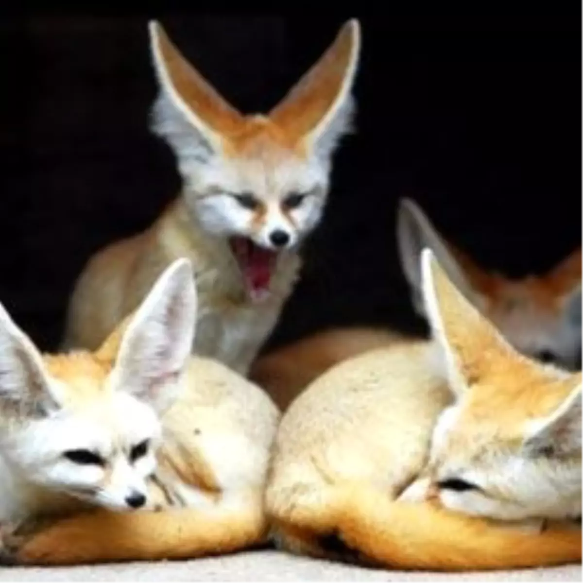 Sci Tech TV’de, "The Most Extreme"

