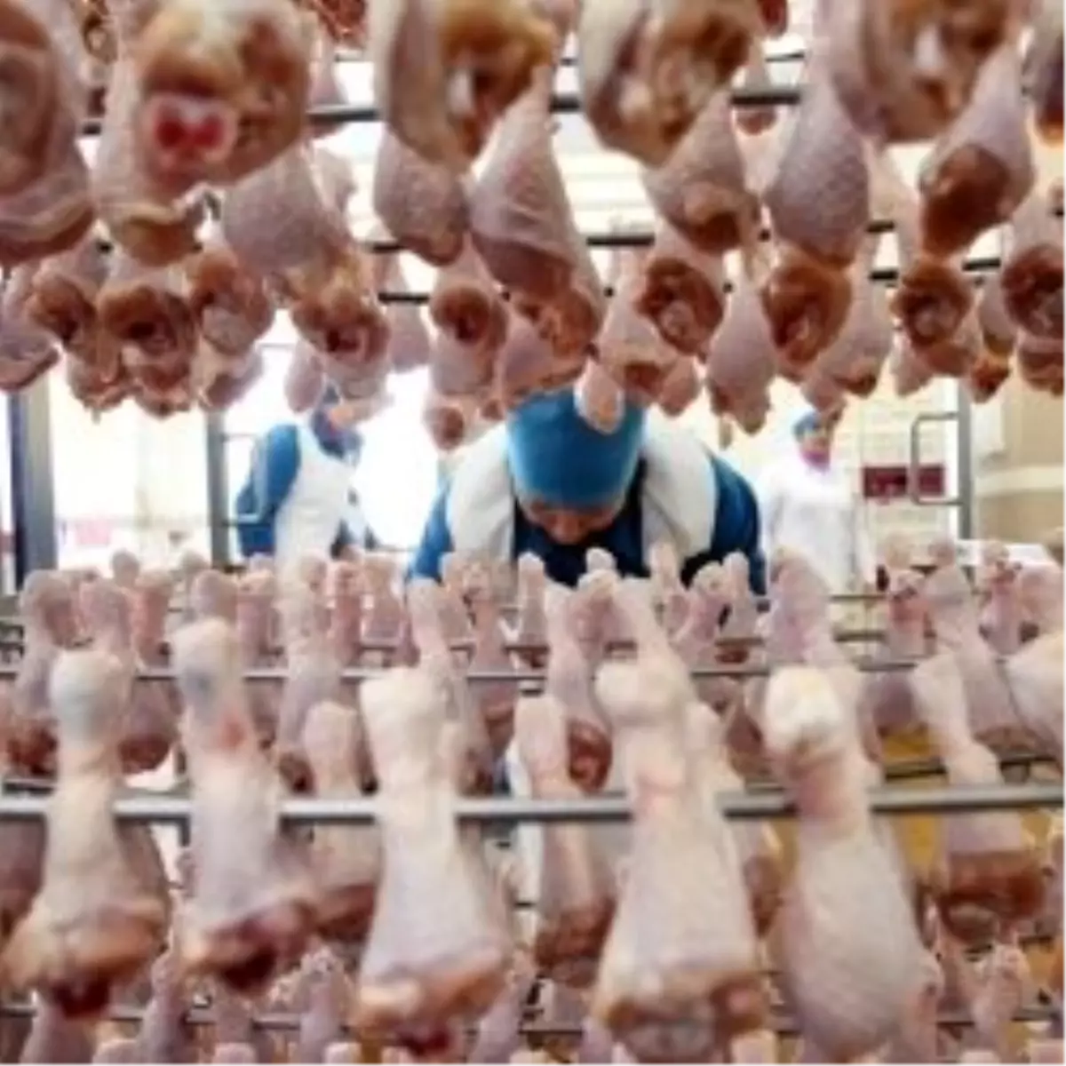 120 Bin Tavuk Kül Oldu