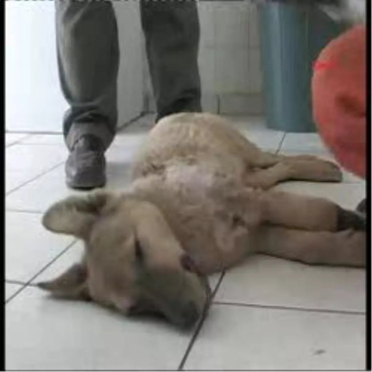 Diyarbakır - Kimi Şiddet, Kimi Kaza Mağduru...