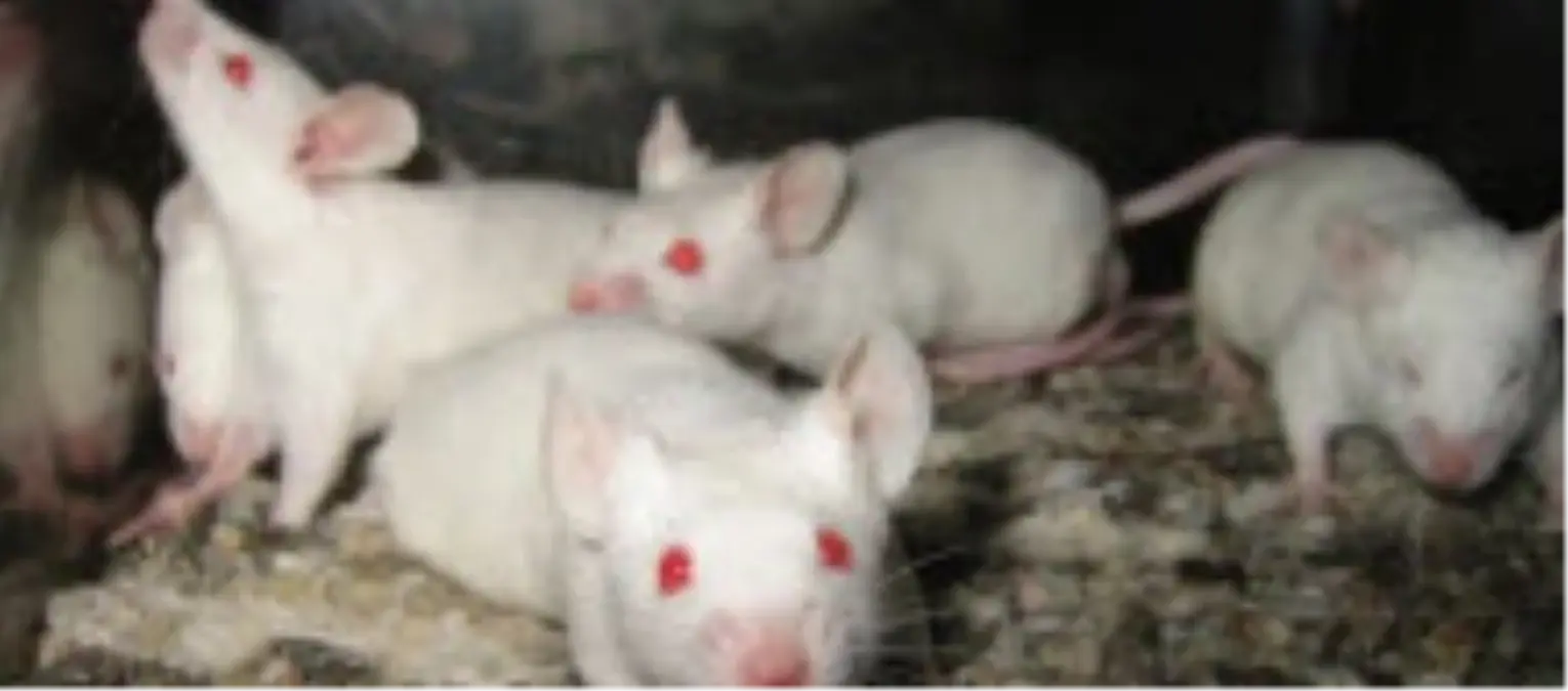 Ölümsüzlük Artık Çok mu Yakın?