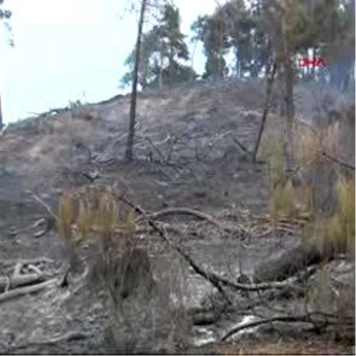 15 Hektar Orman Yandı