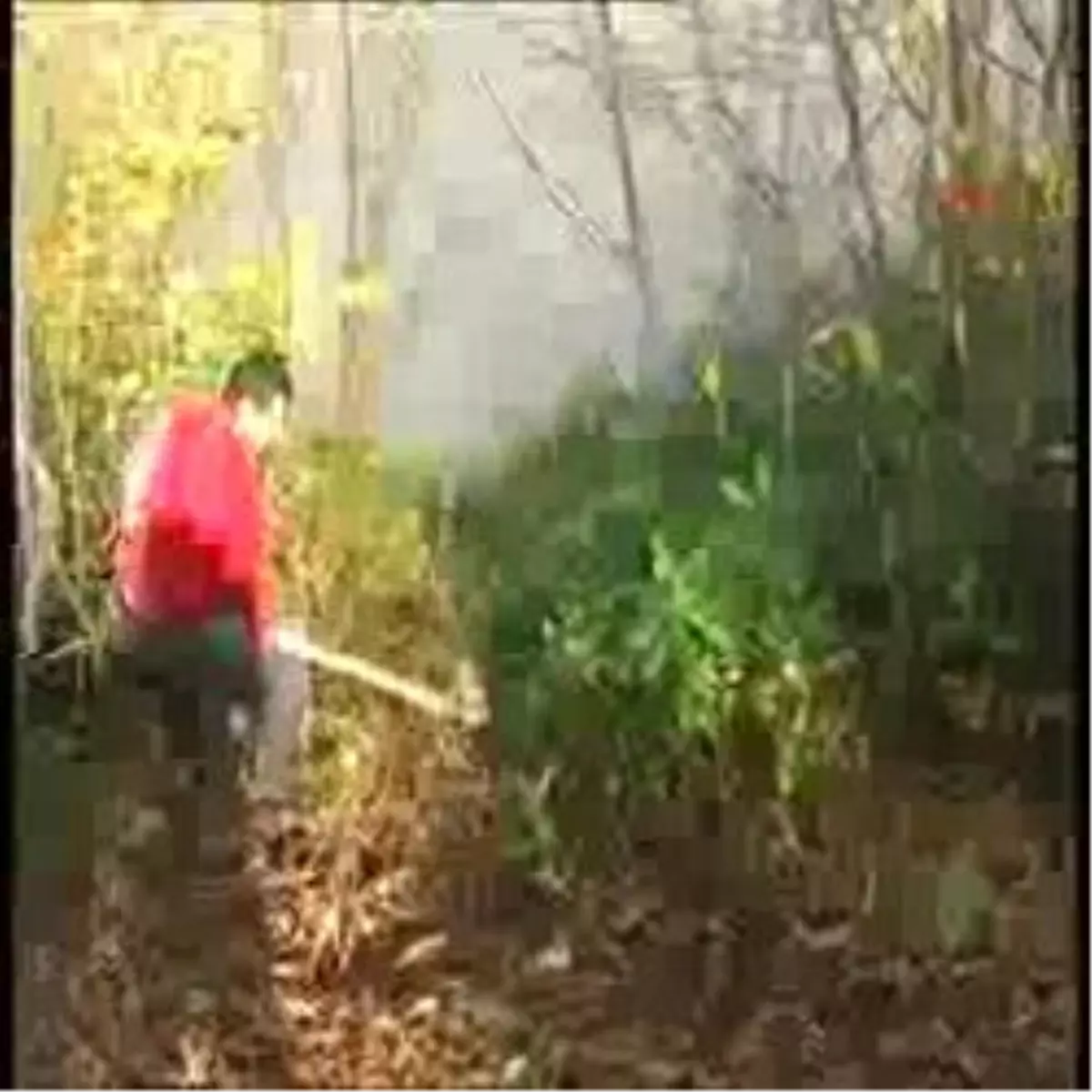 Ormanı Yakıyordu