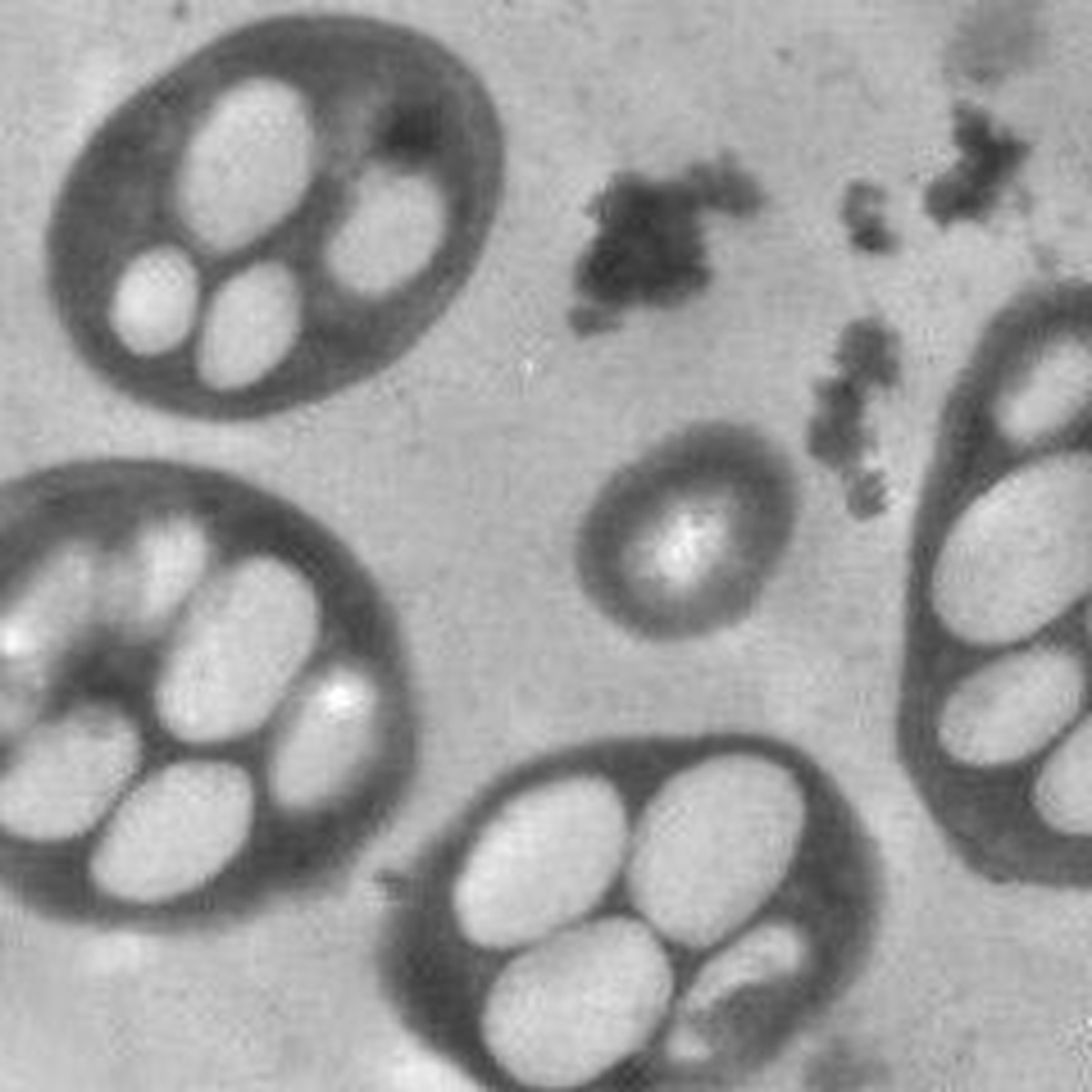 Tarihi Açıklama Yapıldı!