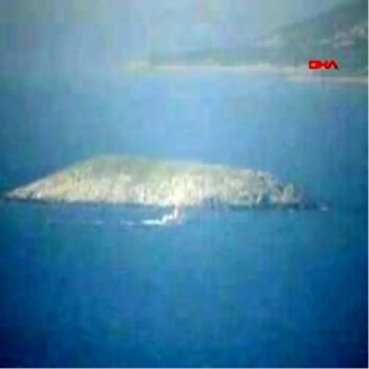 Ege\'de Çipura Dalaşı Başladı