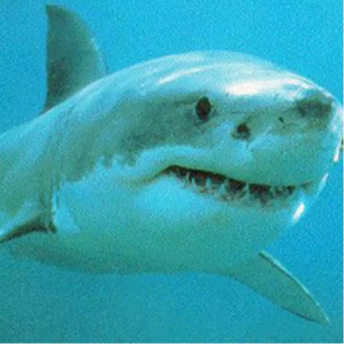 Mossad'ın Jawsları!