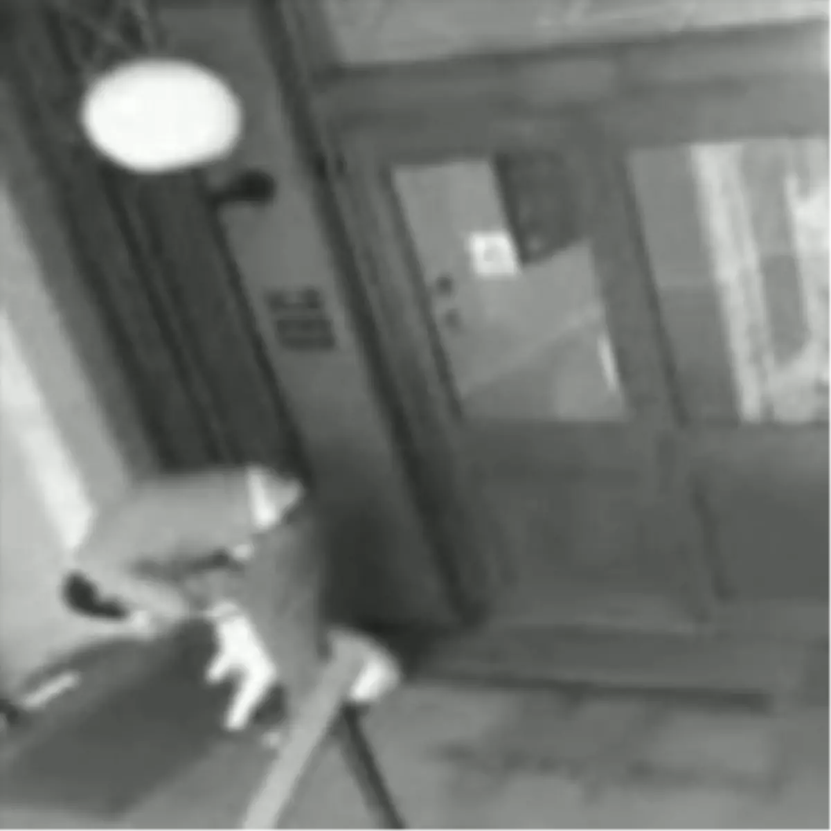 Acaba Hangisi Hayvan!