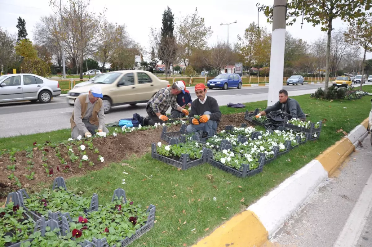 Hercai Menekşe -20\'ye Dayanıklı Çiçektir