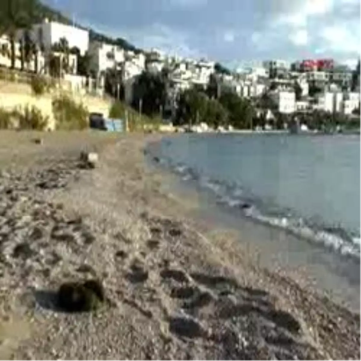 Bodrum´da Çok Sayıda Sünger Karaya Vurdu