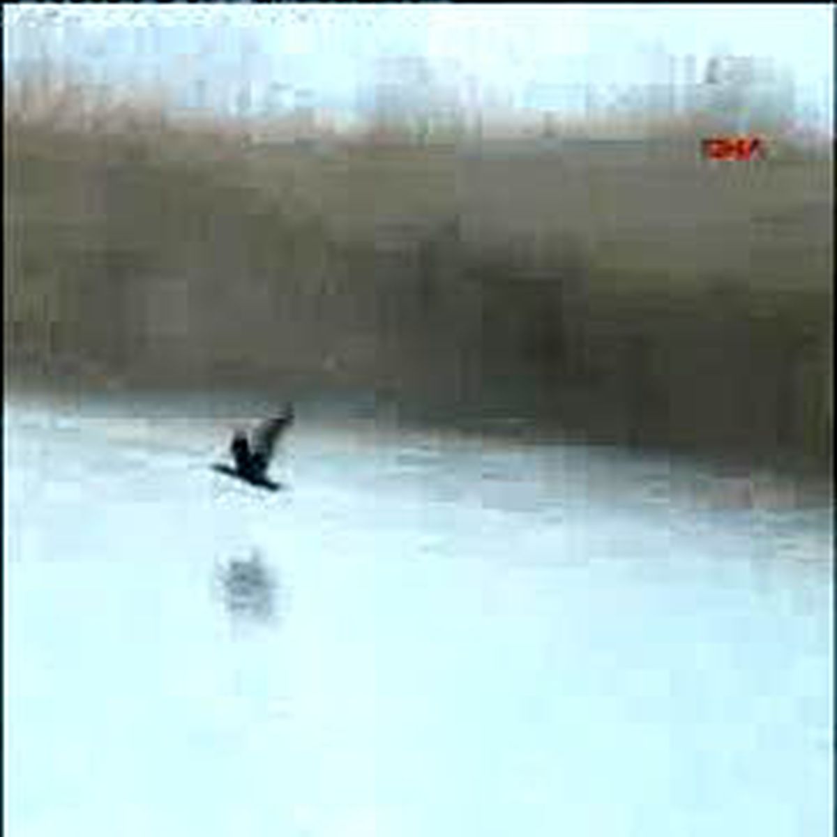 Kuş Cenneti'ne Avcılar Dadandı