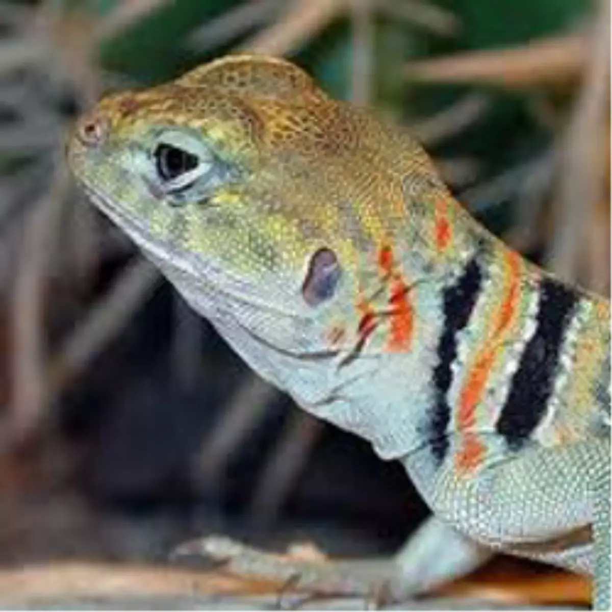 Sci Tech TV’de, The Most Extreme