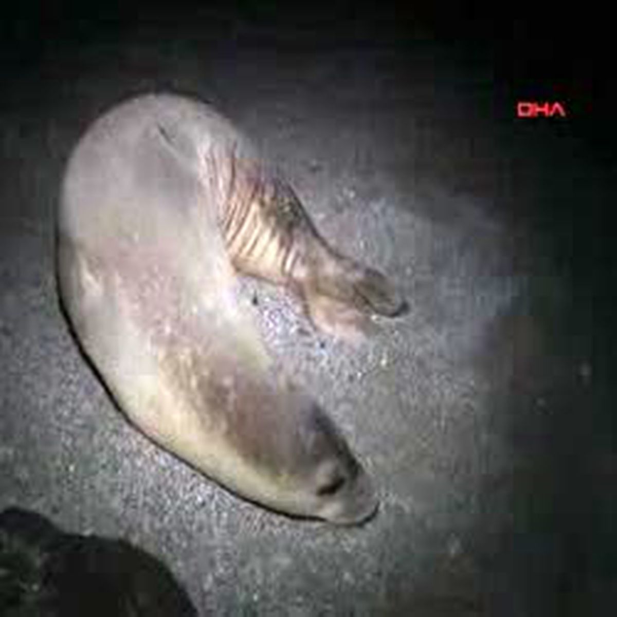 Akdeniz Foku Badem Ağır Yaralı