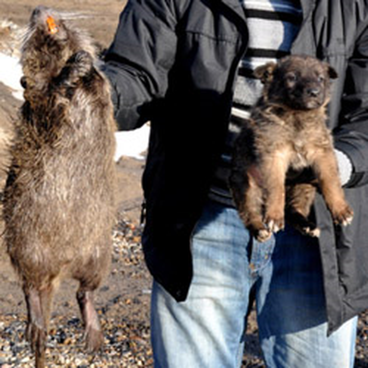 Edirne'deki 'Dev Fare'