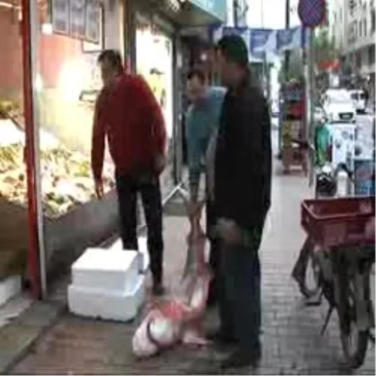 2 Metrelik Köpek Balığı Şaşırttı