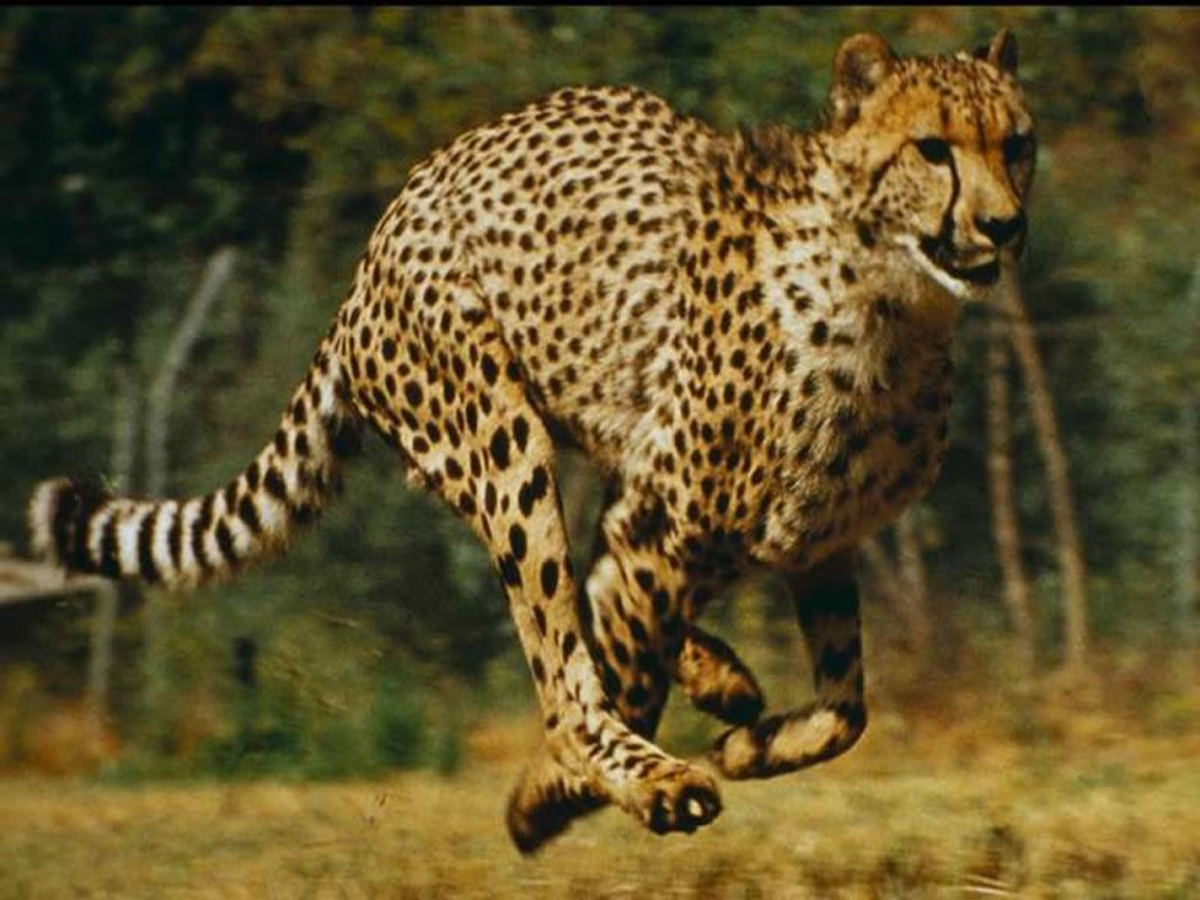 Afrika'da Vahşi Yaşam Yolculuğu