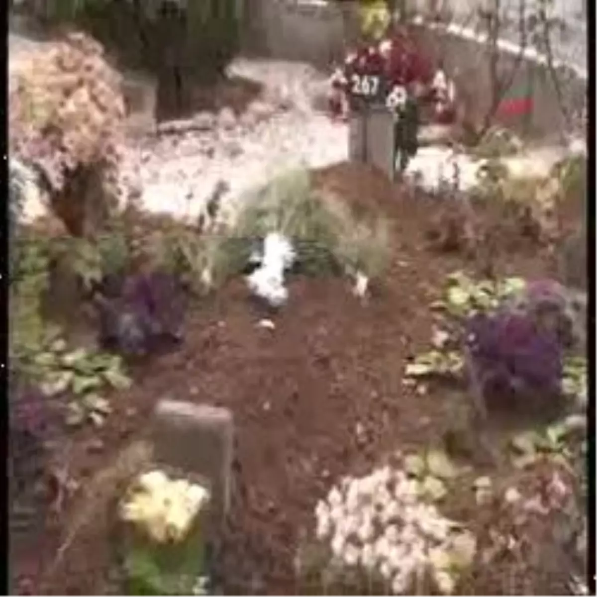 Begüm\'ün Katili De Artık Aramızda