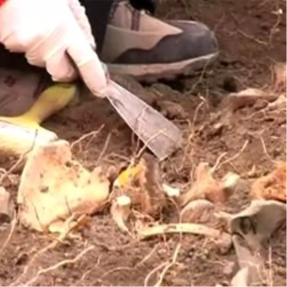 Mutki\'de 10 İnsana Ait Kemikler Bulundu