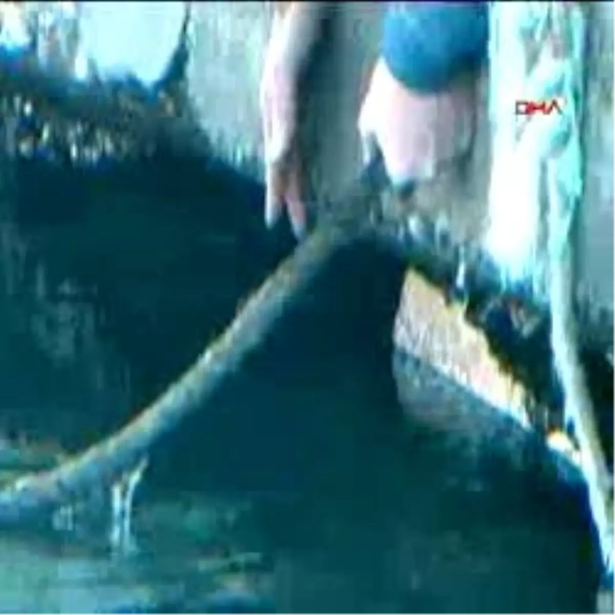 İskele Altındaki Kedi 3 Gündür Kurtarılamıyor