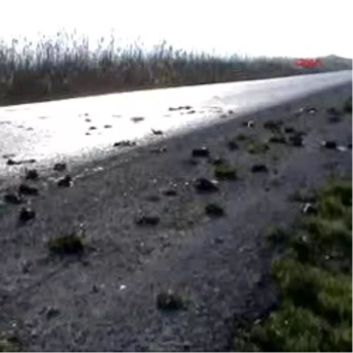 Karacabey\'de Kuş Ölümleri