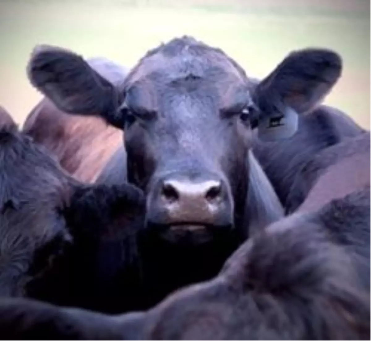 Derince Limanı\'nda Angus Krizi