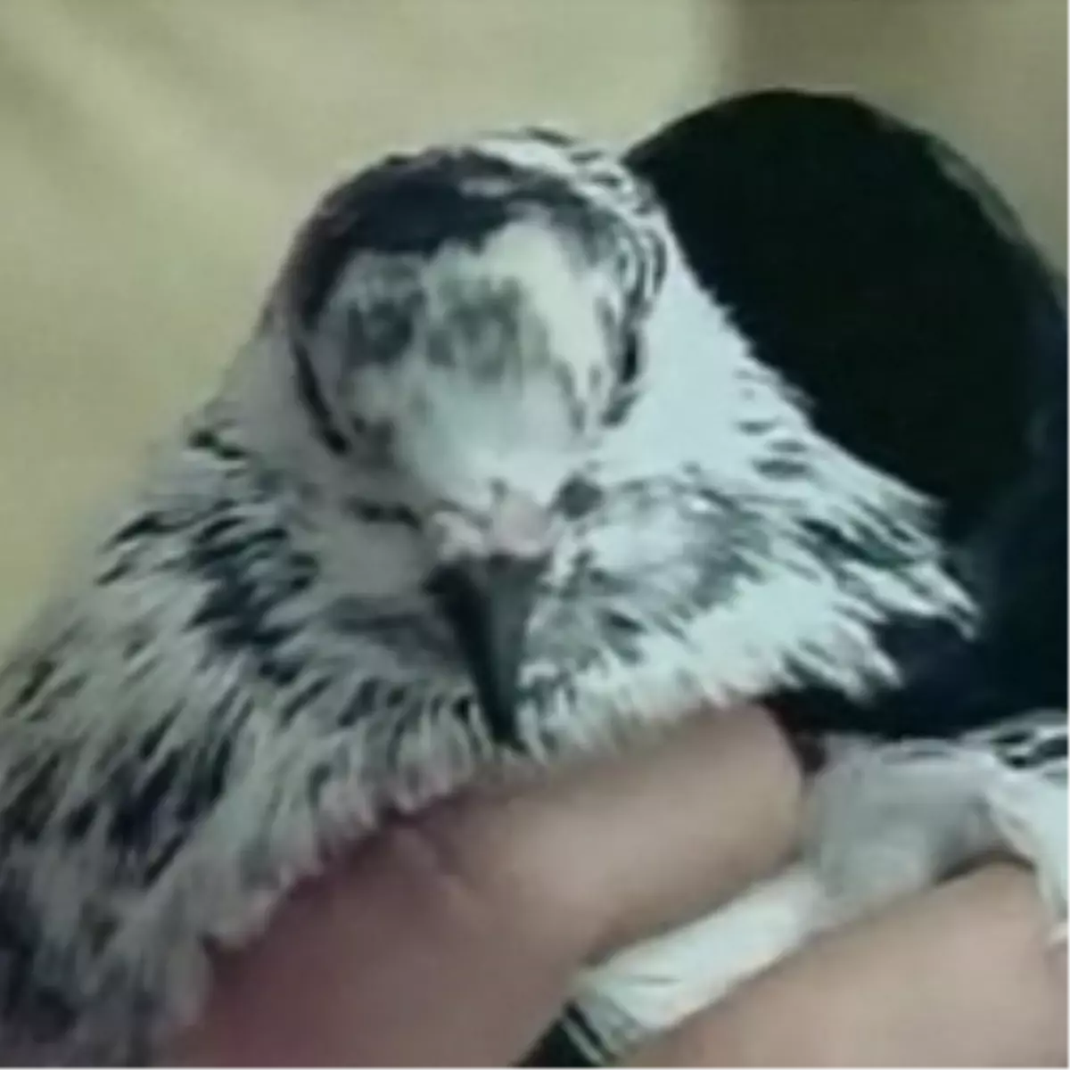 Polise Talih Kuşu Kondu