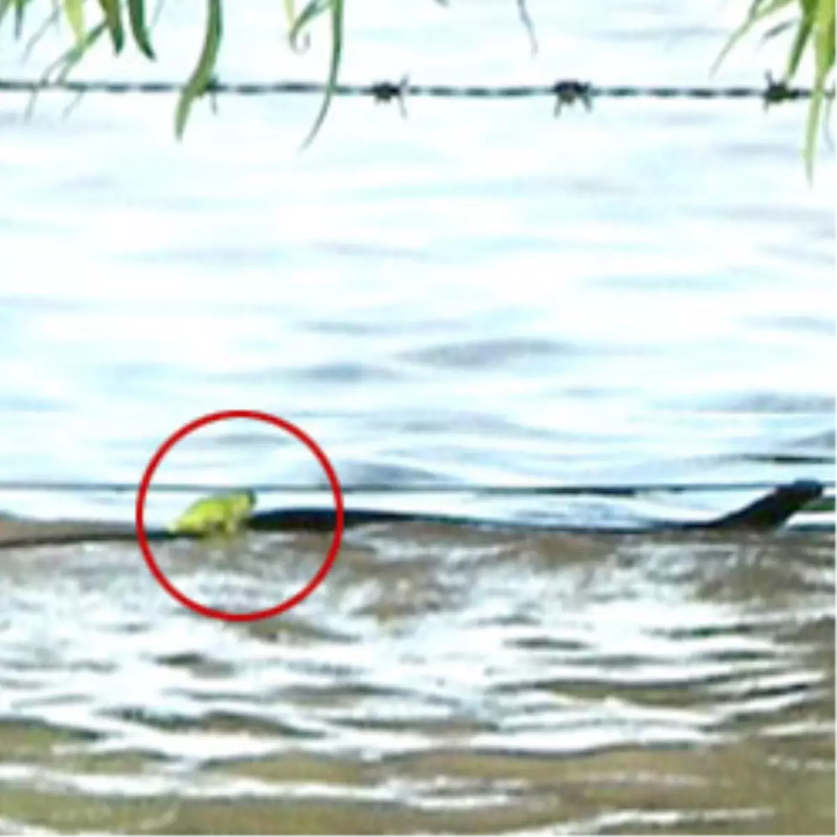 Denize Düşen Yılana Sarılır