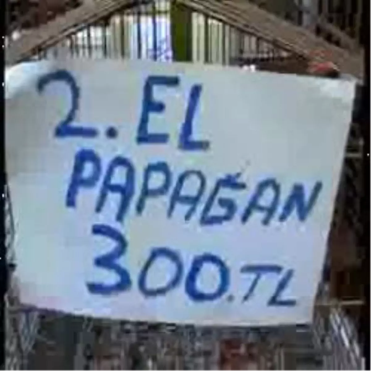 Alanya\'da \'İkinci El\' Papağan