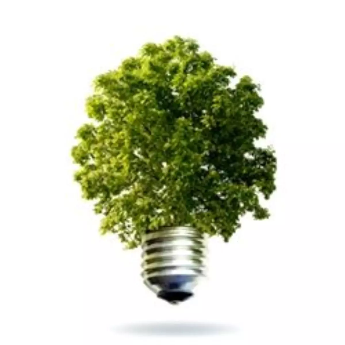 Sci Tech TV’de, 'Keep It Green'