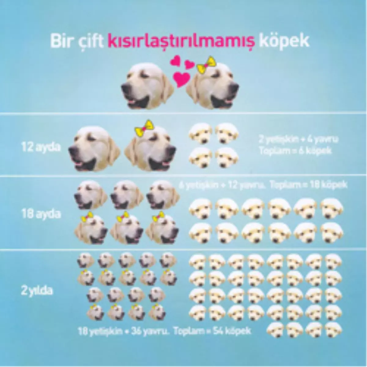 Mardin’de Hayvan Barınağı Faaliyete!
 
