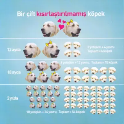 Mardin De Hayvan Barinagi Faaliyete Son Dakika