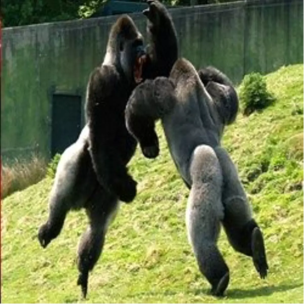 - Bu Goril İnsan Gibi Yürüyor