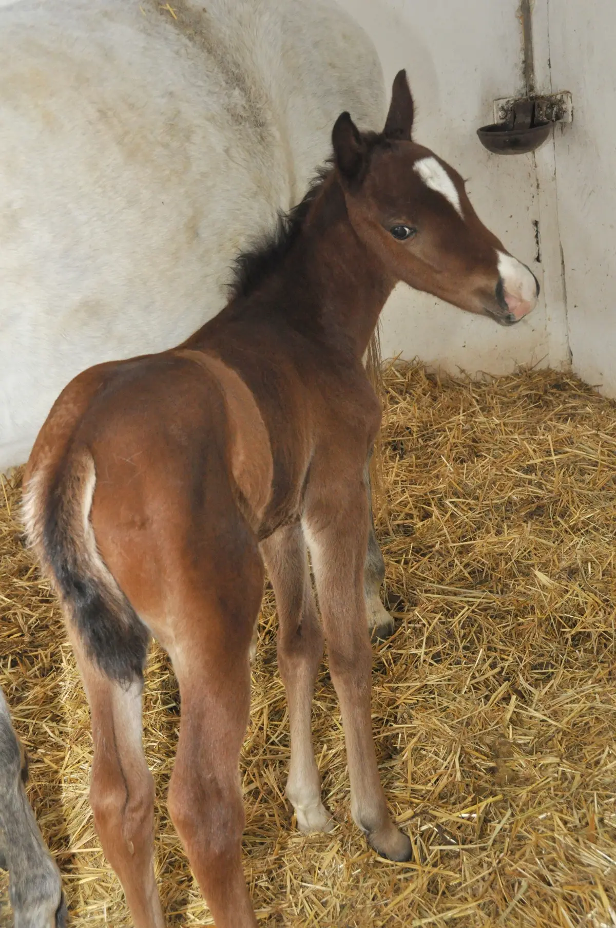 Yeni Hipodroma Yeni Tay