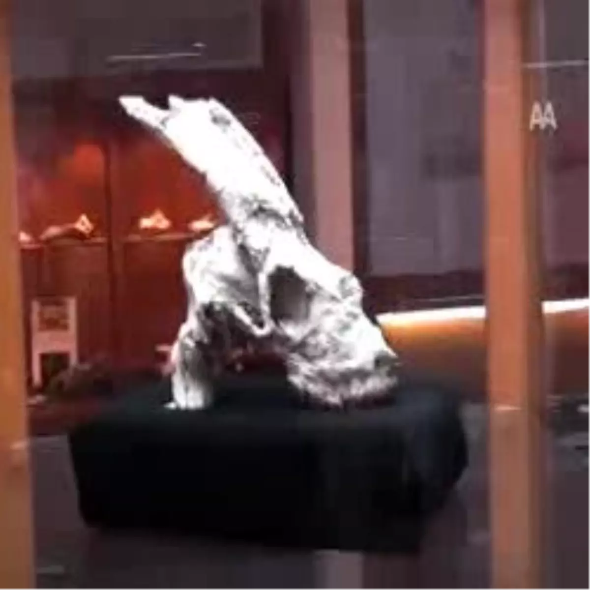 Türkiye\'nin İlk \'Fosil Müzesi\'