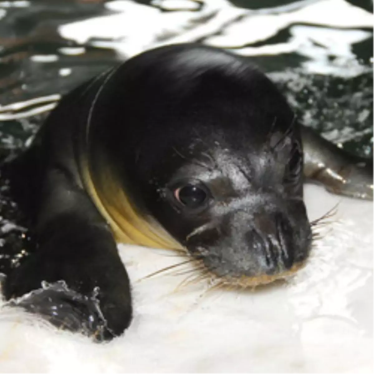 Yavru Foklar İzmir’de Mutlu

