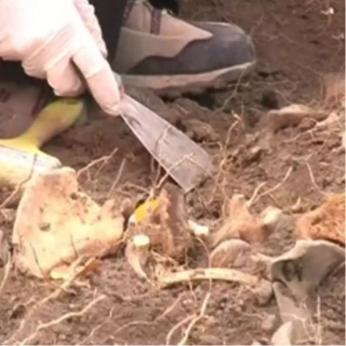 Kemikler PKK'lılara Ait