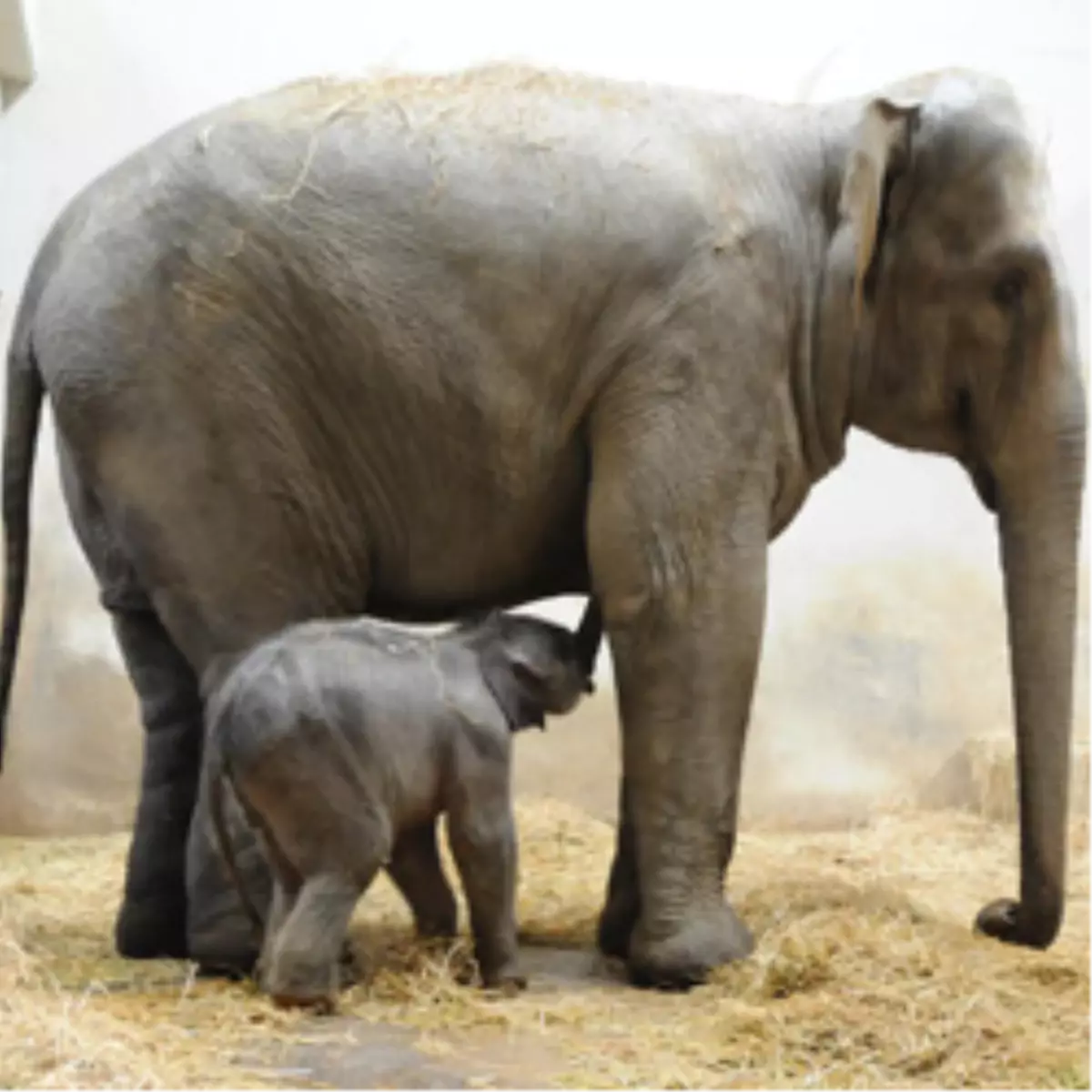 Türkiye’nin İlk Fil Doğumu İzmir’de Gerçekleşti

