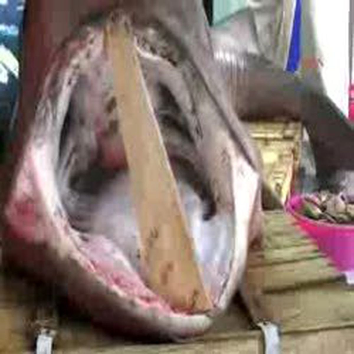 Çanakkale - Saros'ta Dev Köpek Balığı Yakalandı