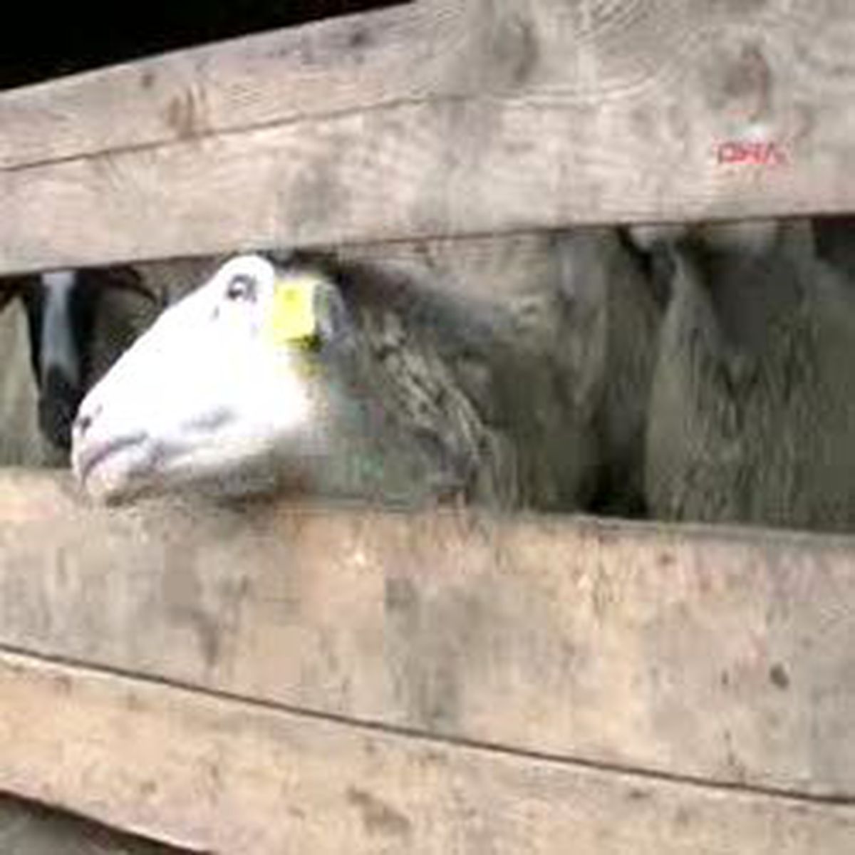 Altız Doğuran Koyun Şaşırttı